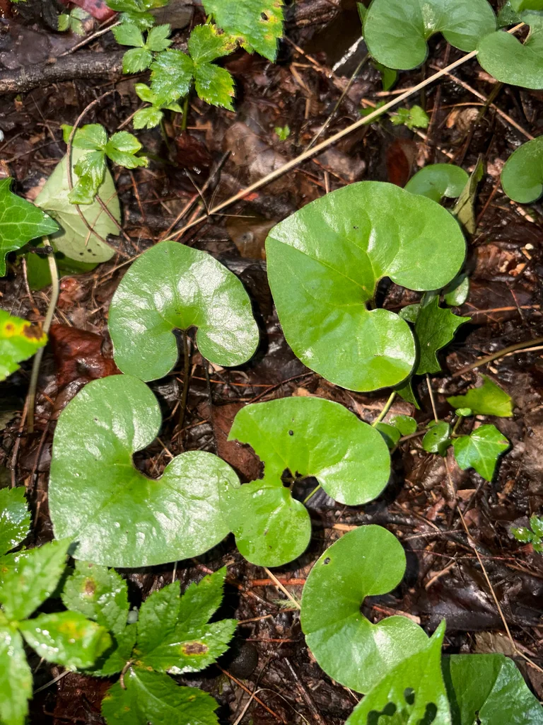 Asarum Canadense