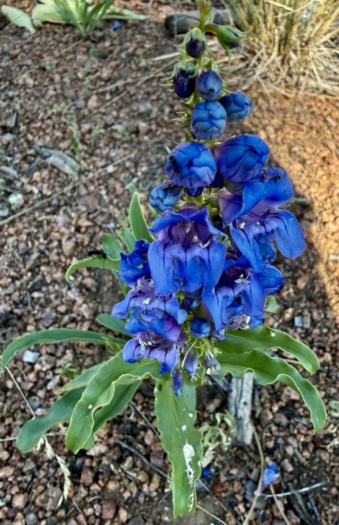 Penstemon Glaber