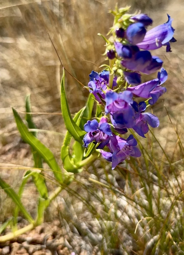 Penstemon Glaber