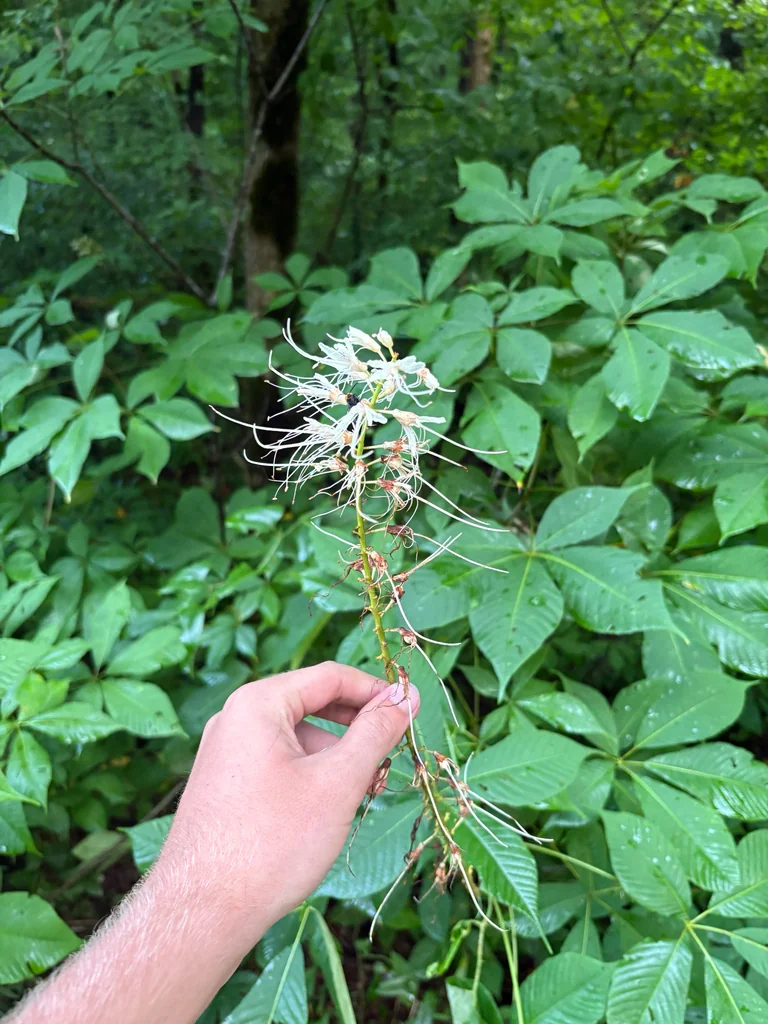 Aesculus Parviflora