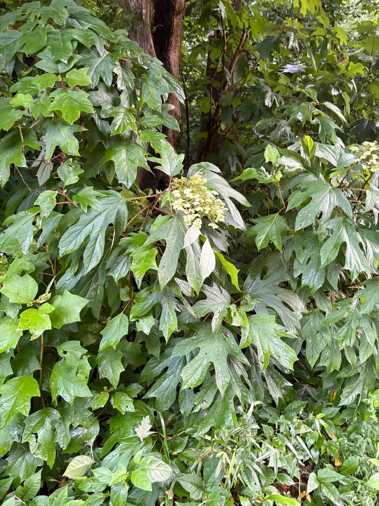 Hydrangea quercifolia