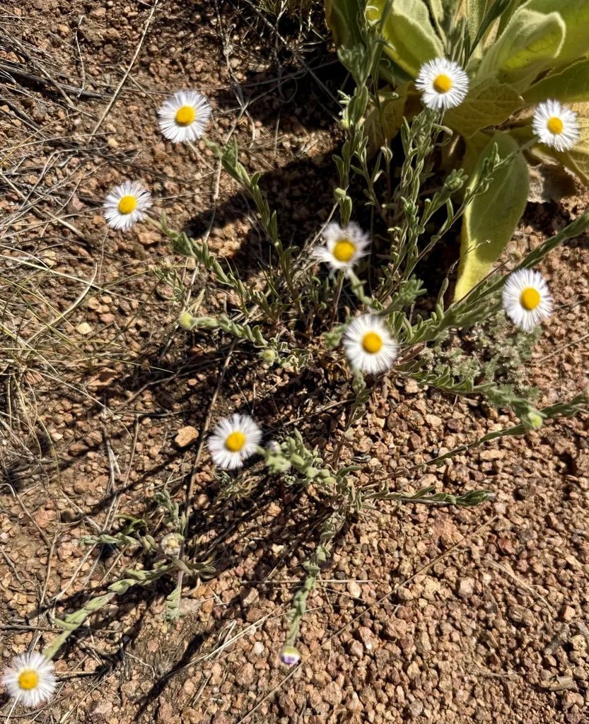 Erigeron Divergens