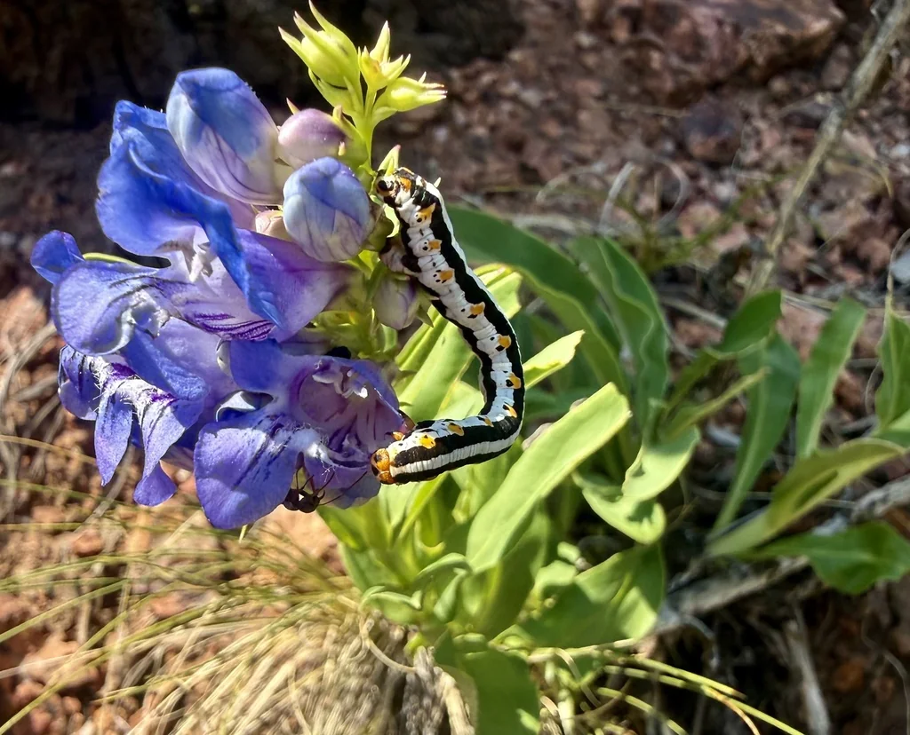 Penstemon Glaber