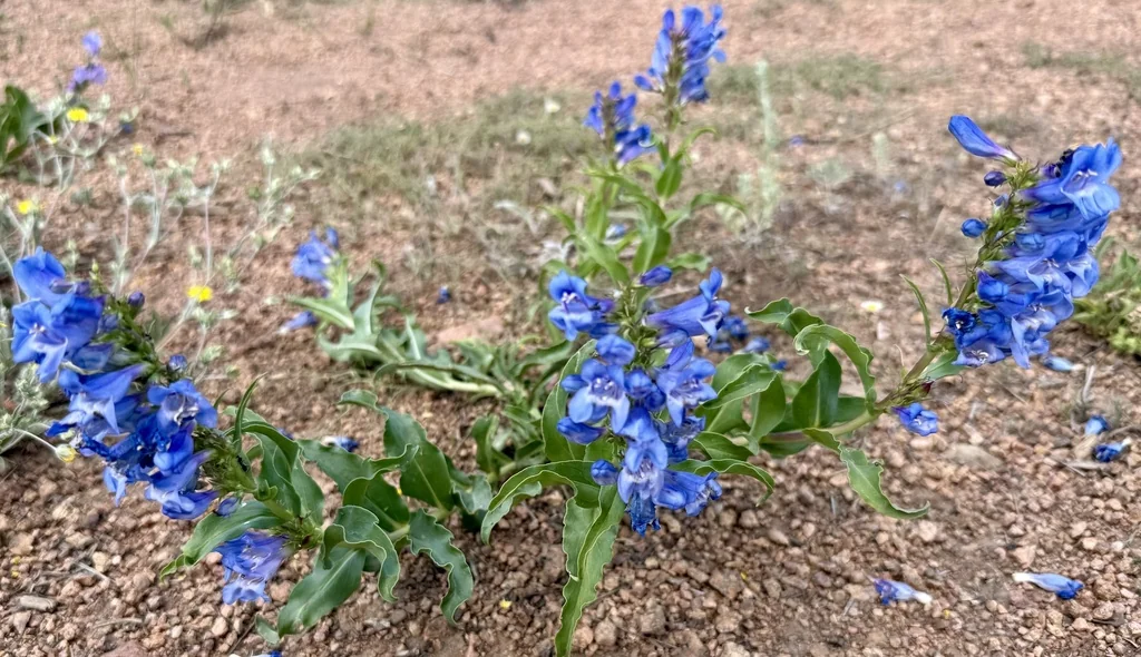 Penstemon Glaber