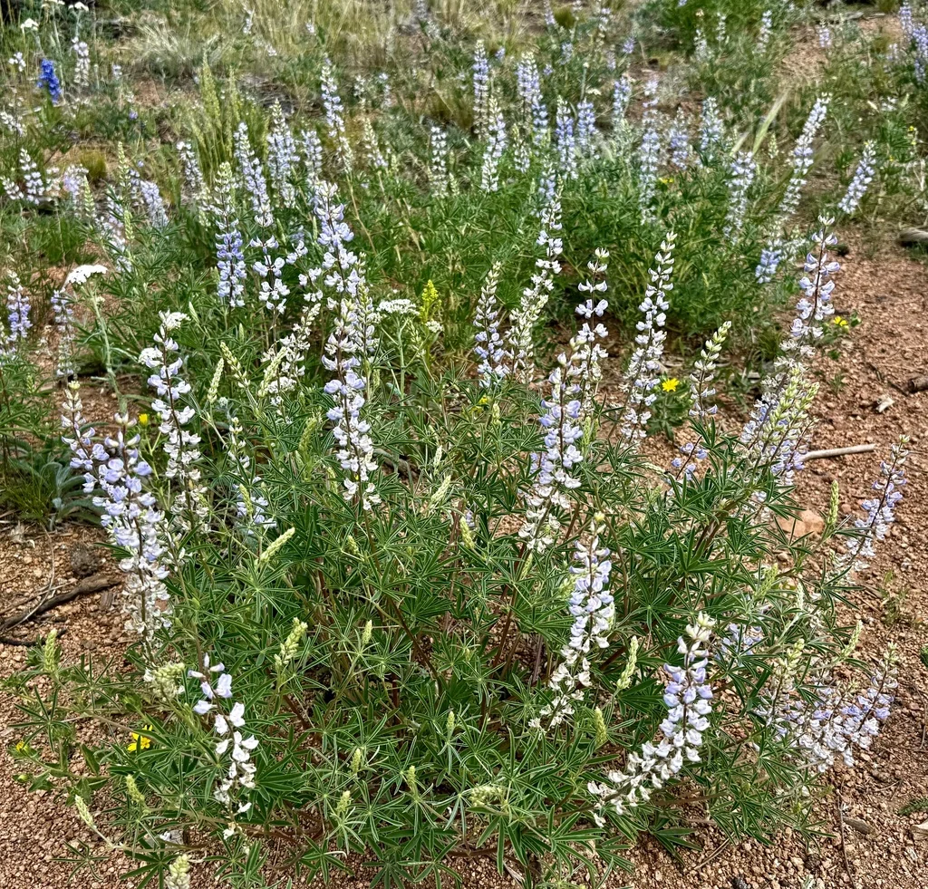 Lupinus Albifrons