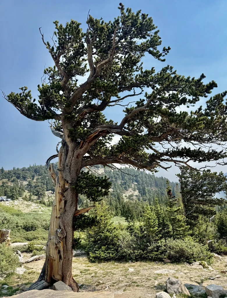 Pinus Aristata