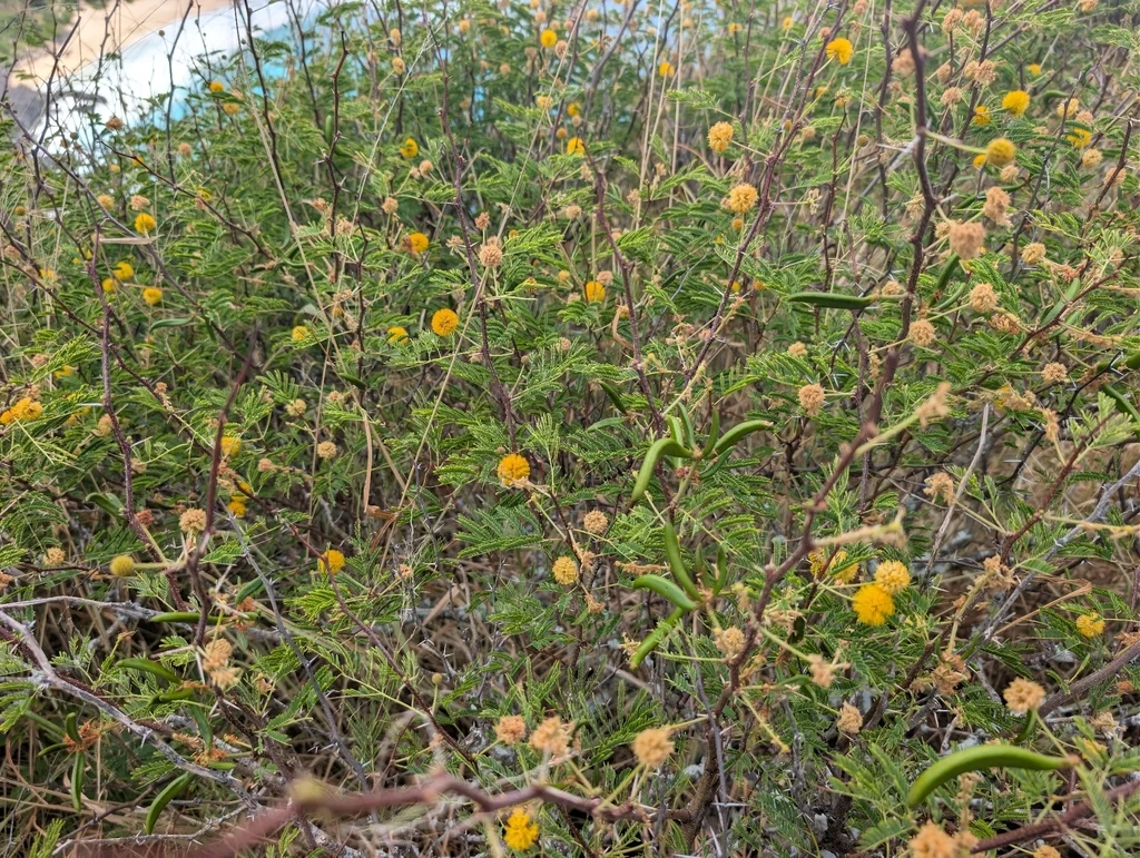Acacia Farnesiana
