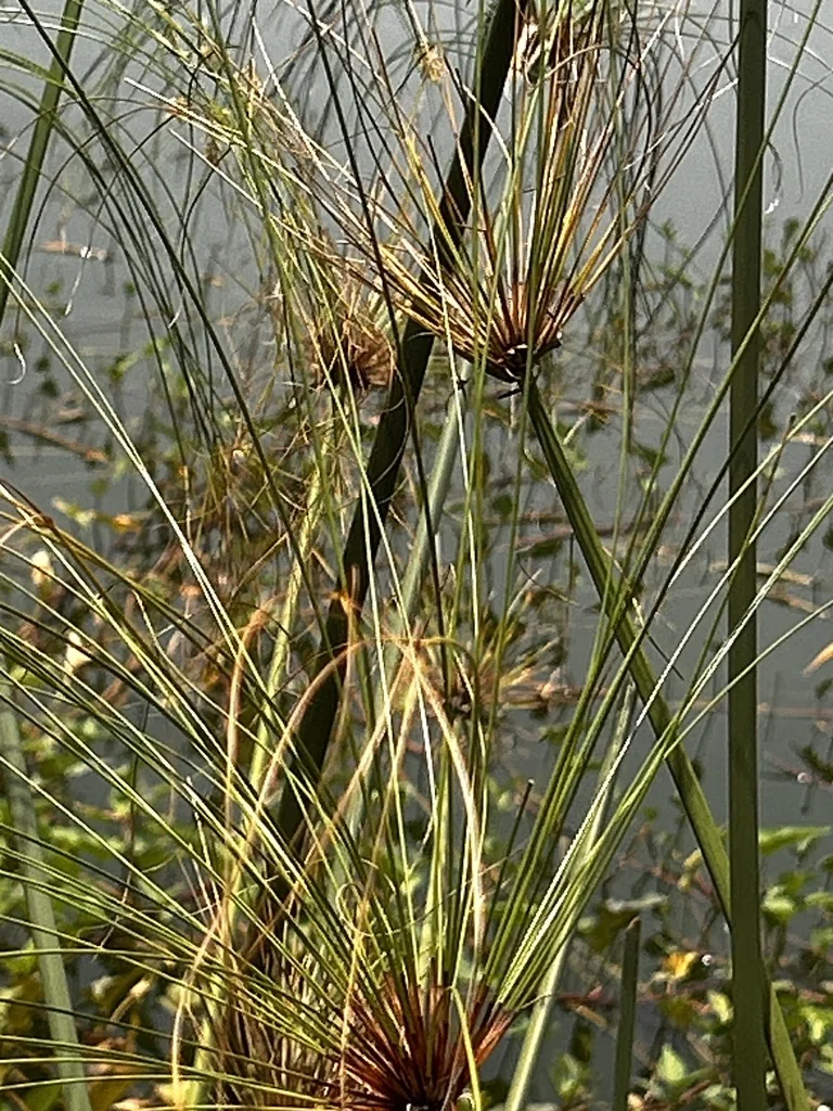 Cyperus Papyrus
