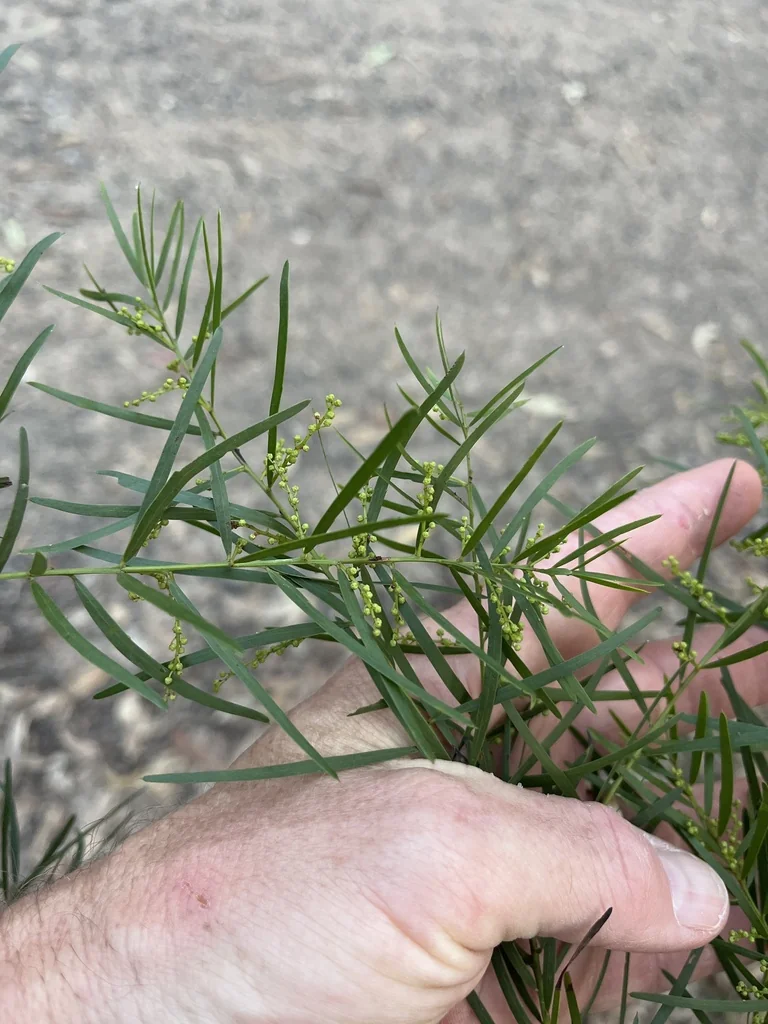 Acacia Fimbriata