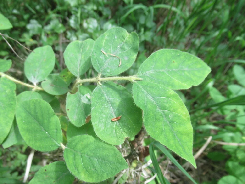 Lonicera Caerulea