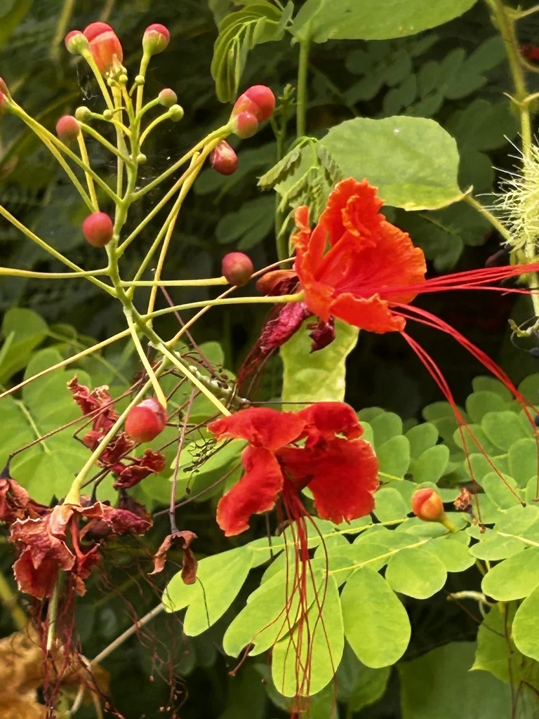 Caesalpinia Pulcherrima
