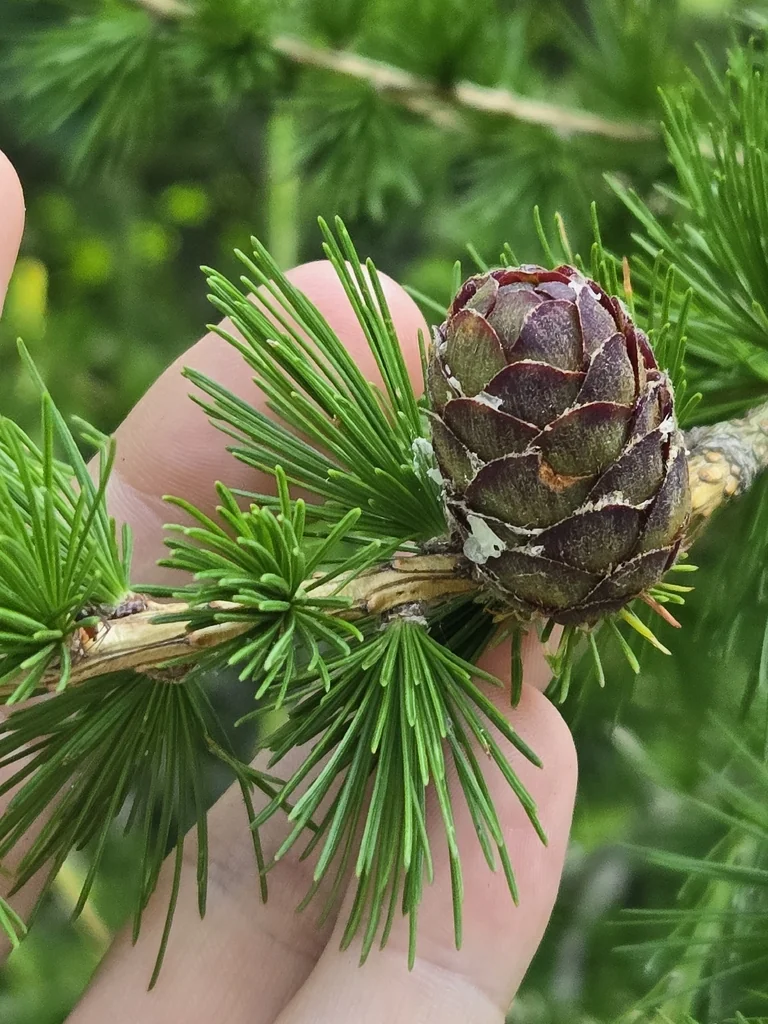 Larix Decidua