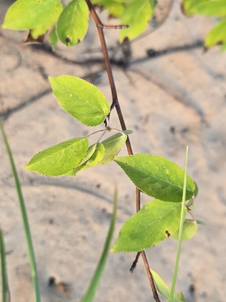 Amelanchier Arborea