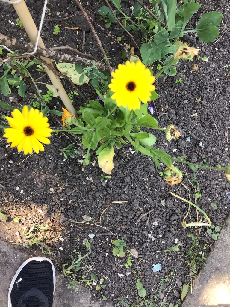 Calendula Officinalis