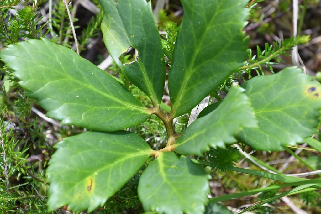 Helleborus Niger