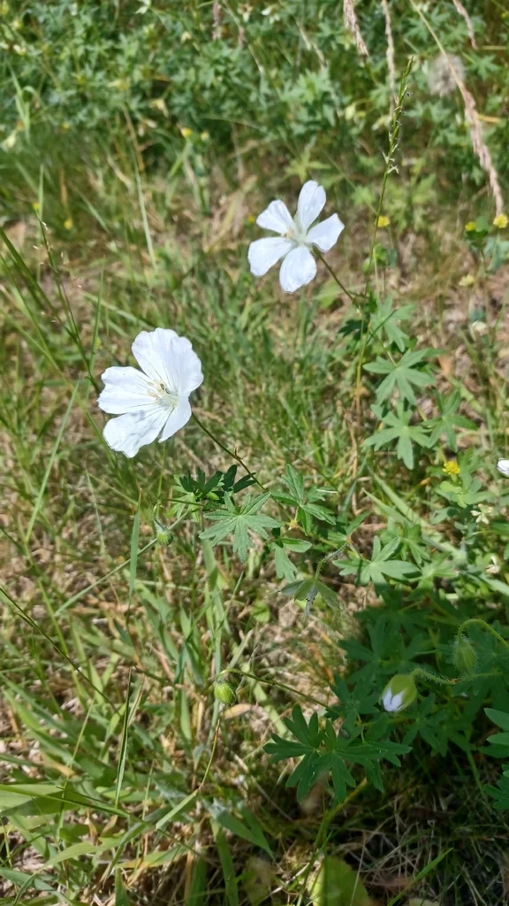 Geranium Sanguineum