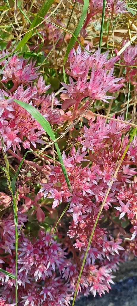 Sedum spurium