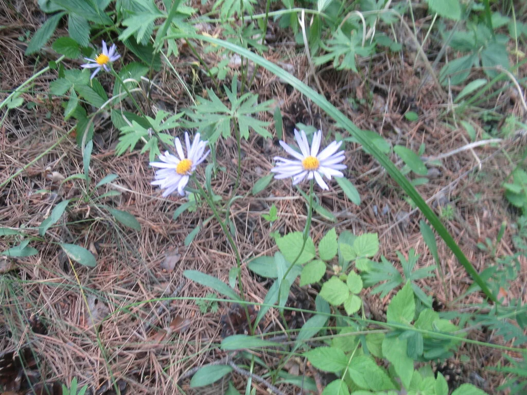 Aster alpinus