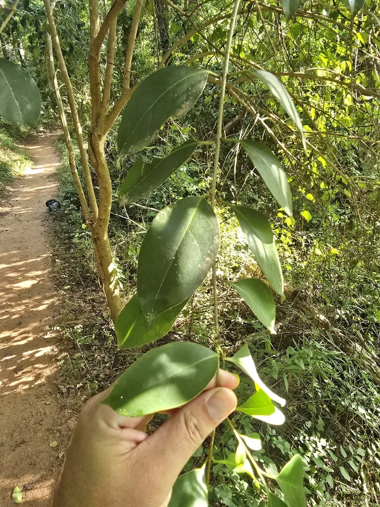 Ligustrum Lucidum