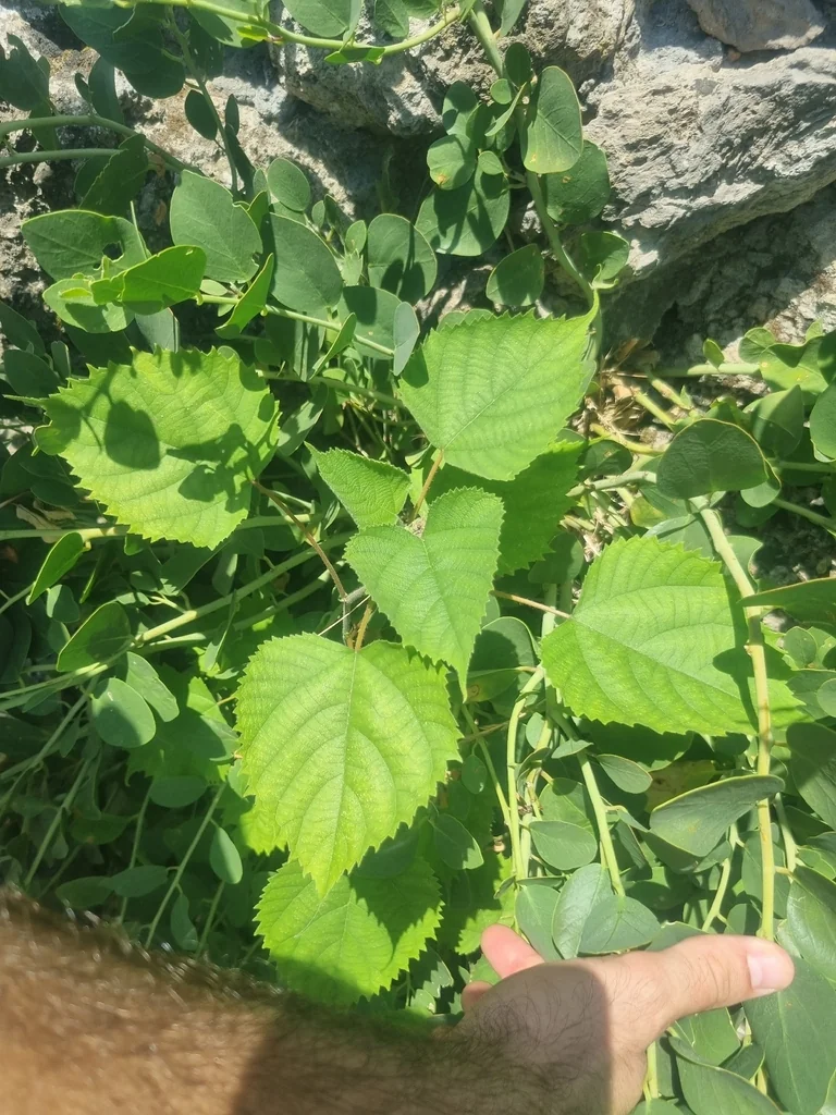 Broussonetia Papyrifera
