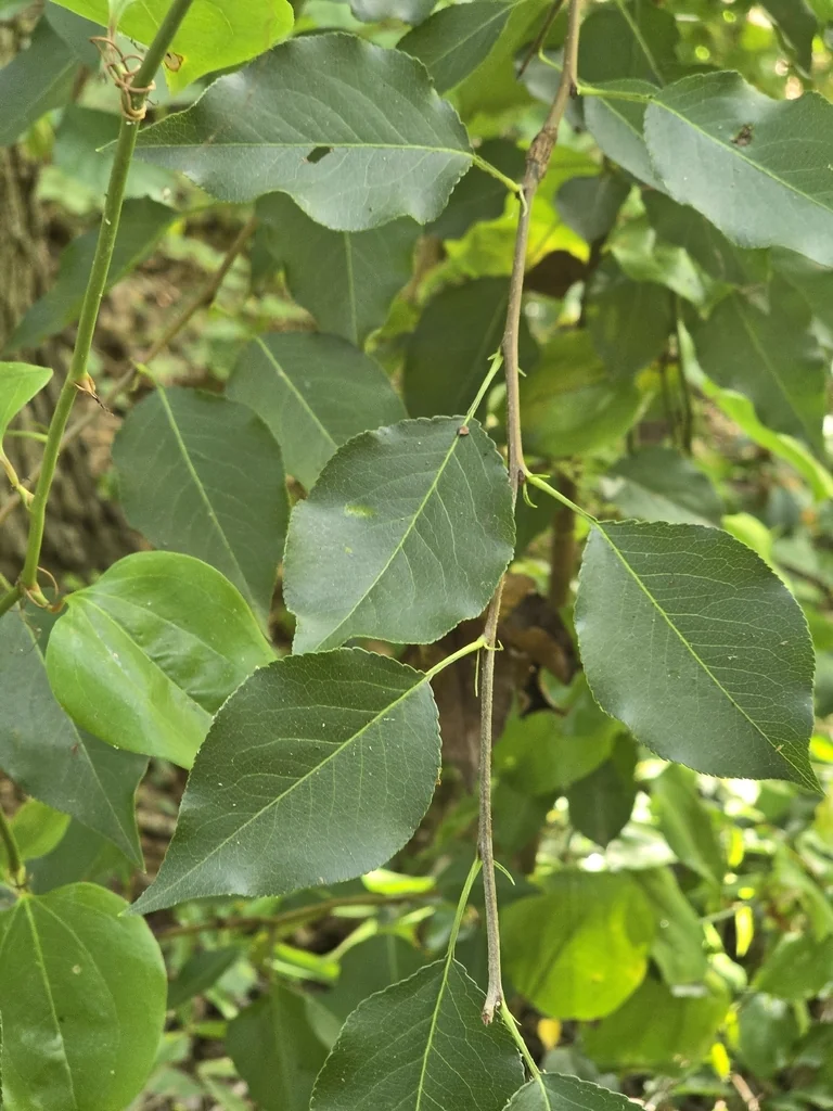Pyrus Calleryana