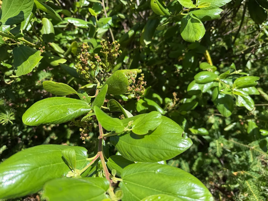 Ceanothus Velutinus