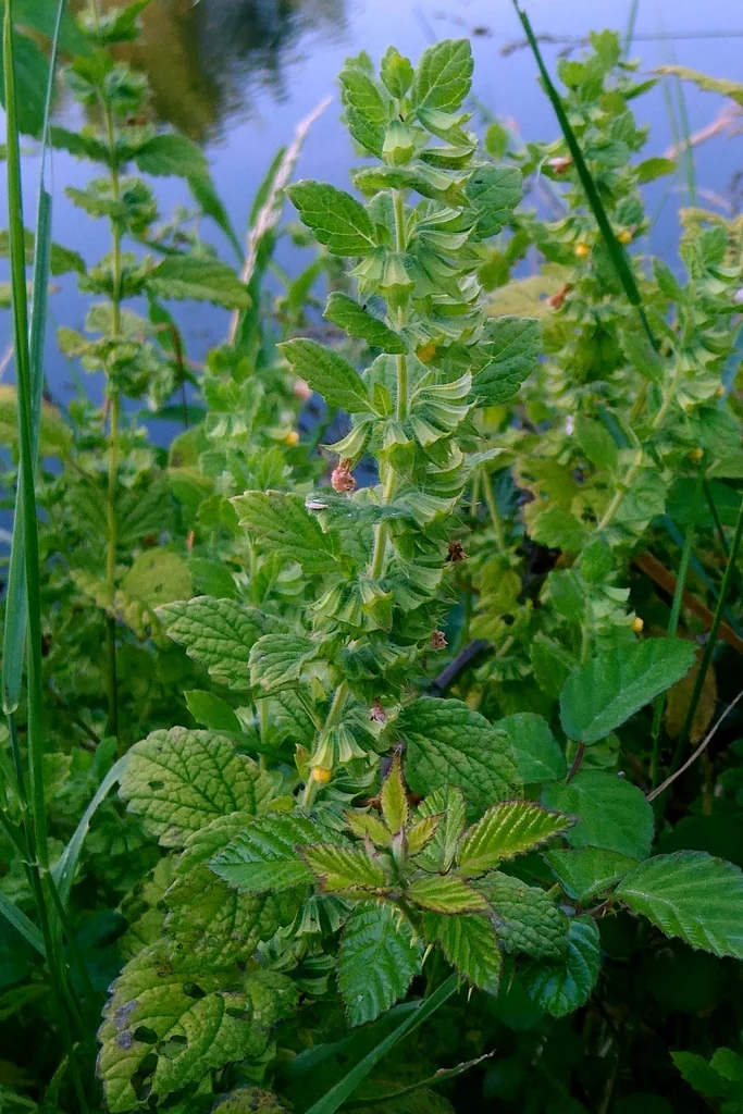 Melissa Officinalis