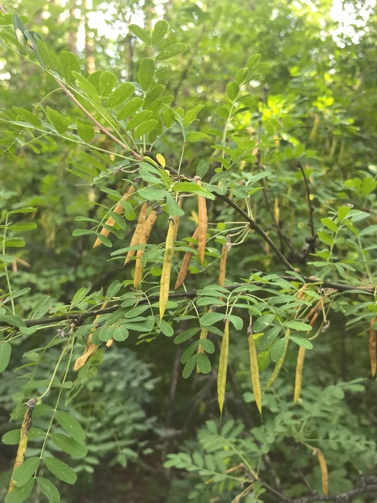 Caragana Arborescens