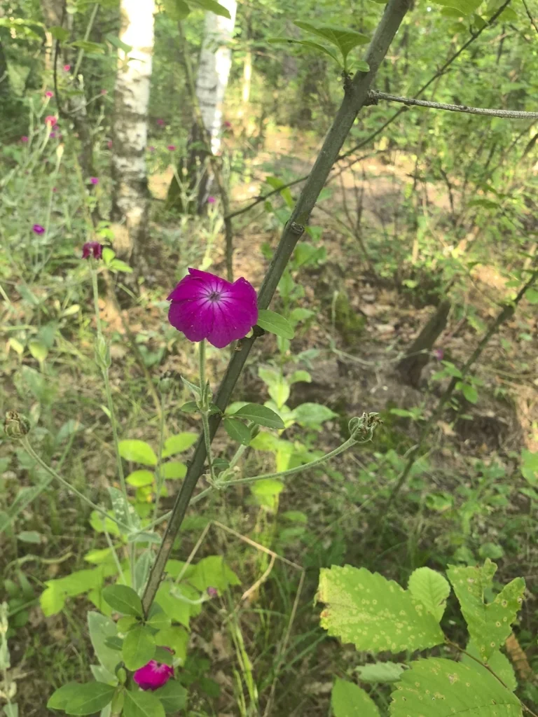 Lychnis Coronaria