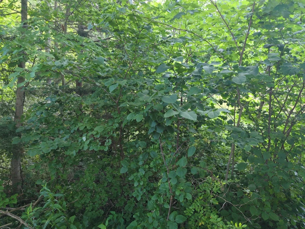 Syringa Reticulata
