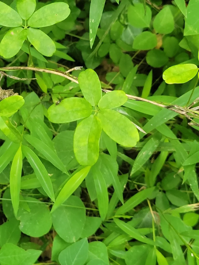Akebia Quinata