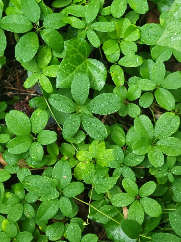 Akebia Quinata