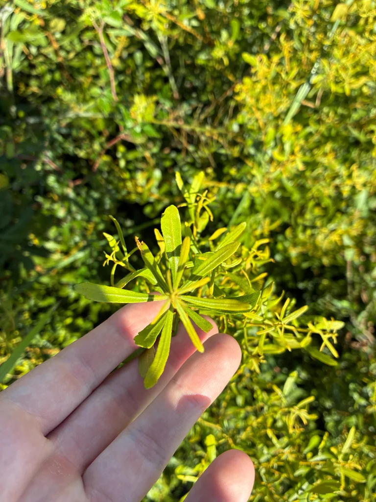 Morella Cerifera