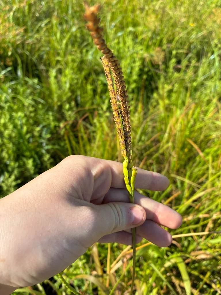 Tripsacum Dactyloides
