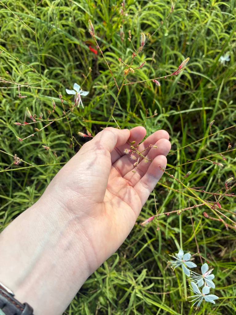 Oenothera lindheimeri