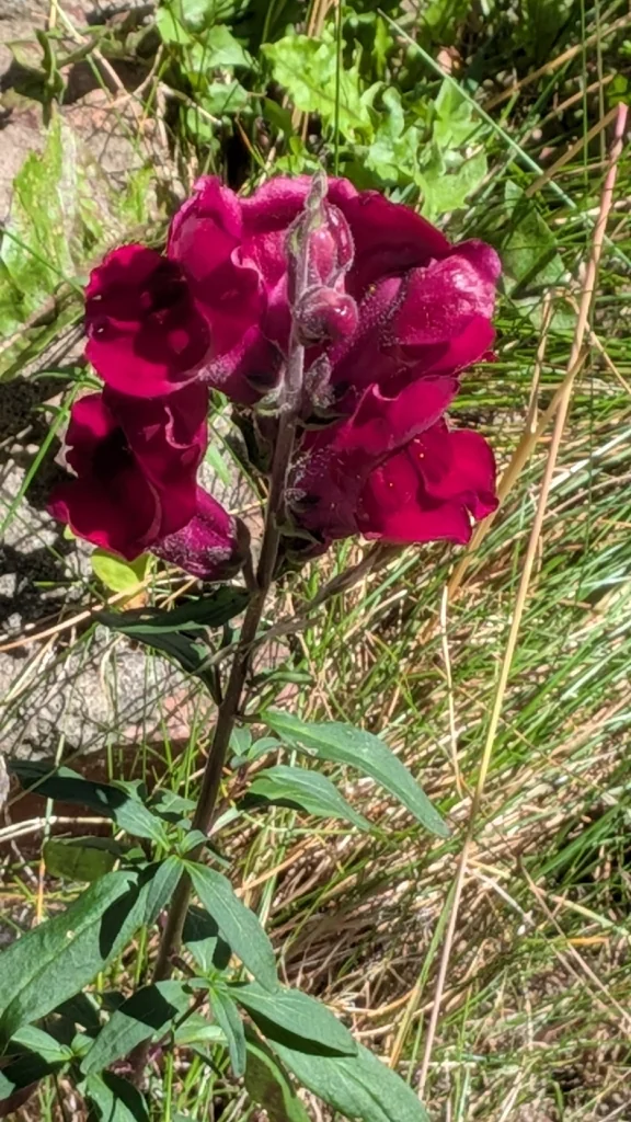 Antirrhinum Majus