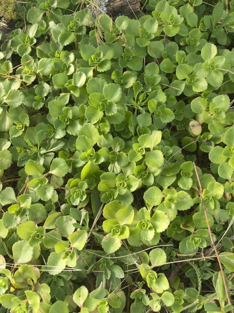 Sedum spurium