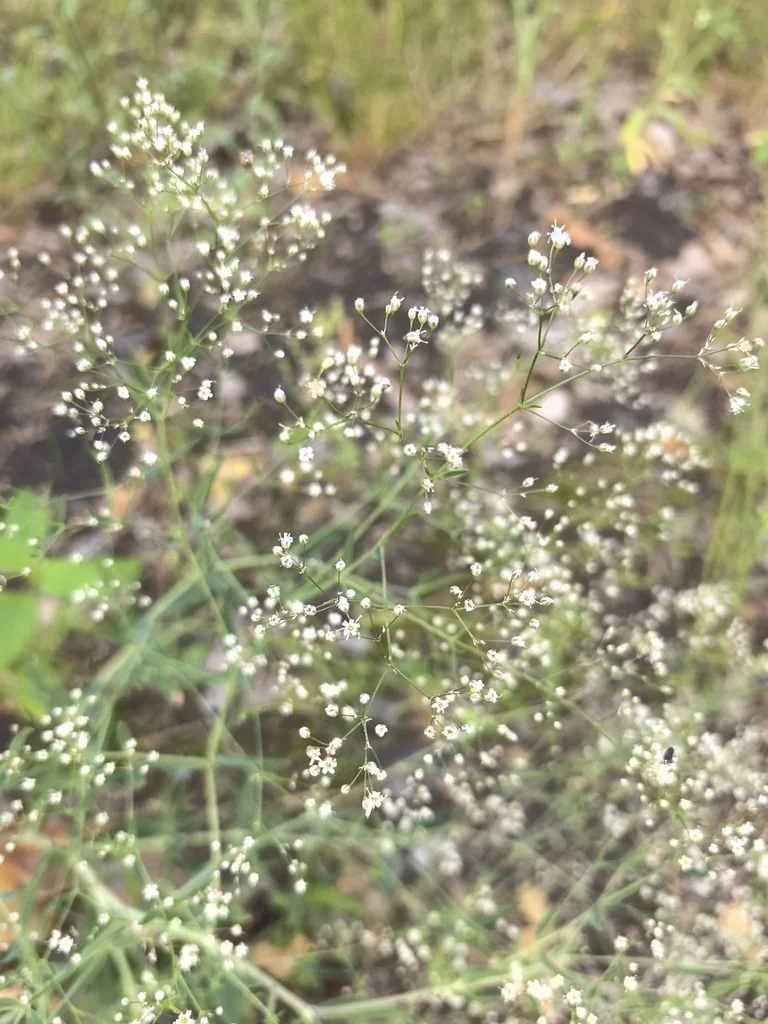 Gypsophila paniculata