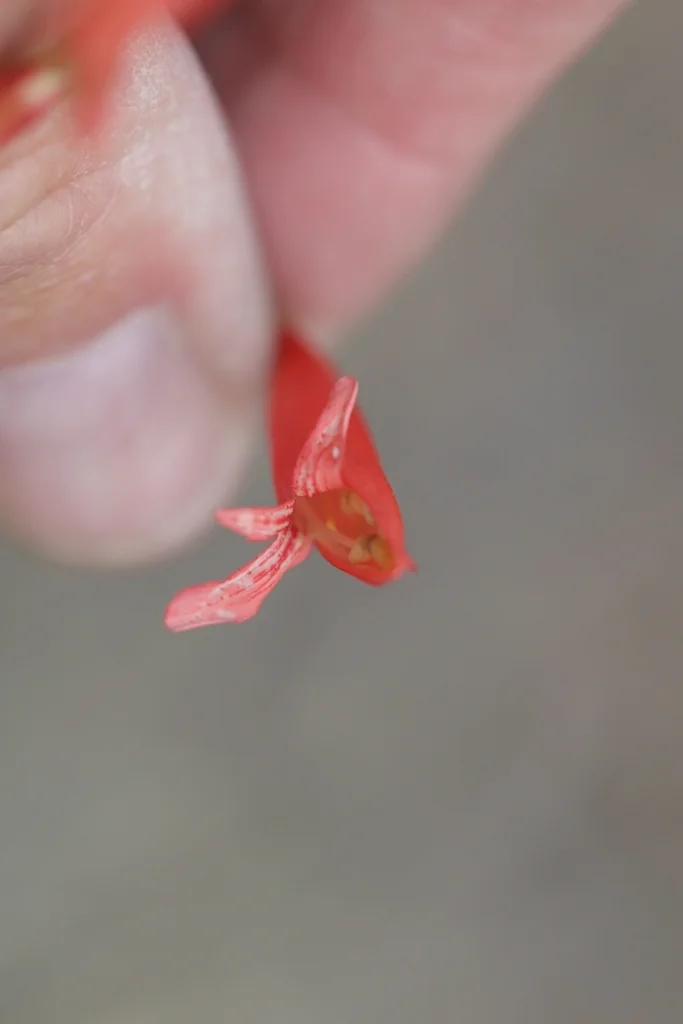 Penstemon barbatus