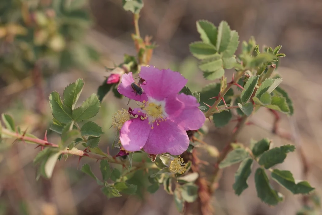 Rosa Woodsii