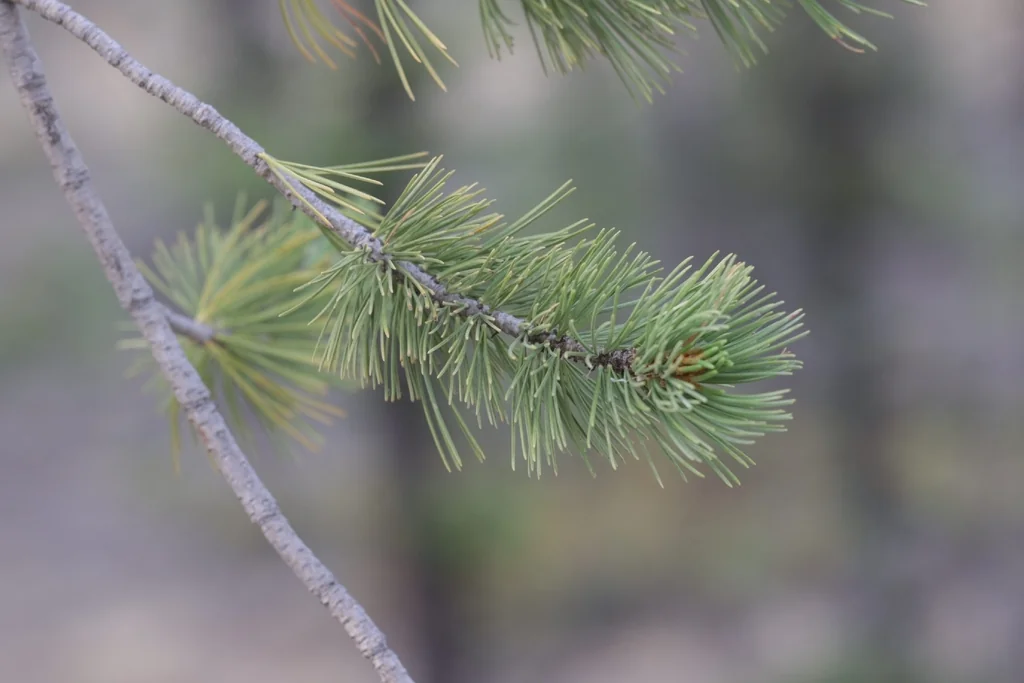 Pinus Flexilis