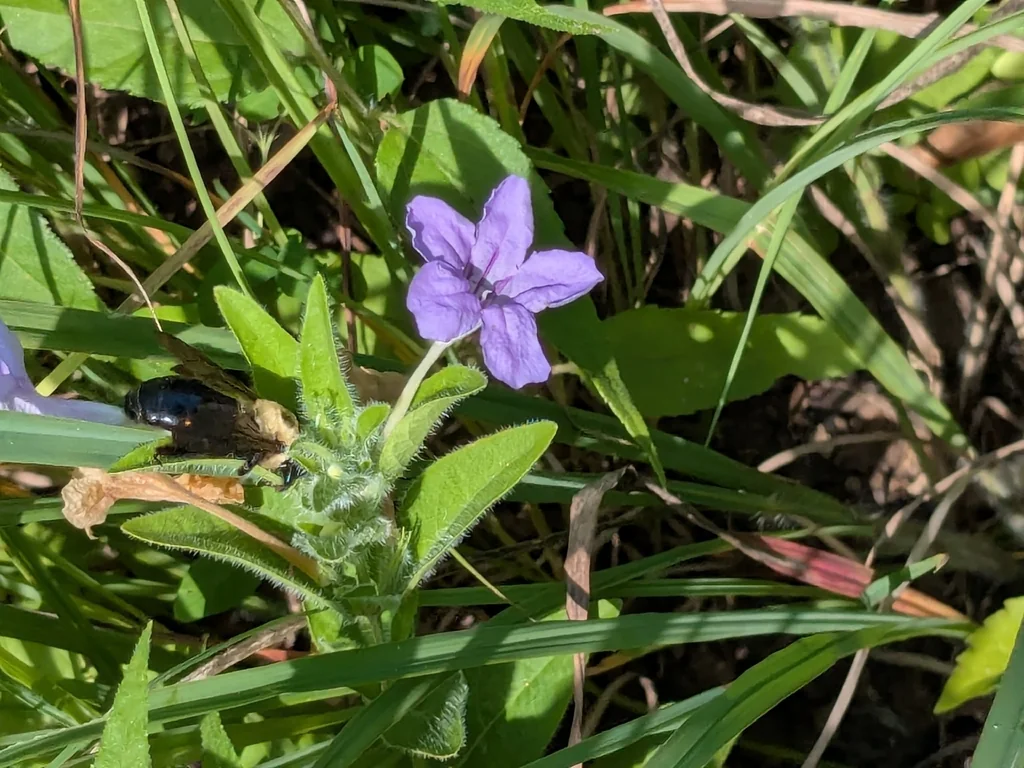 Ruellia Humilis