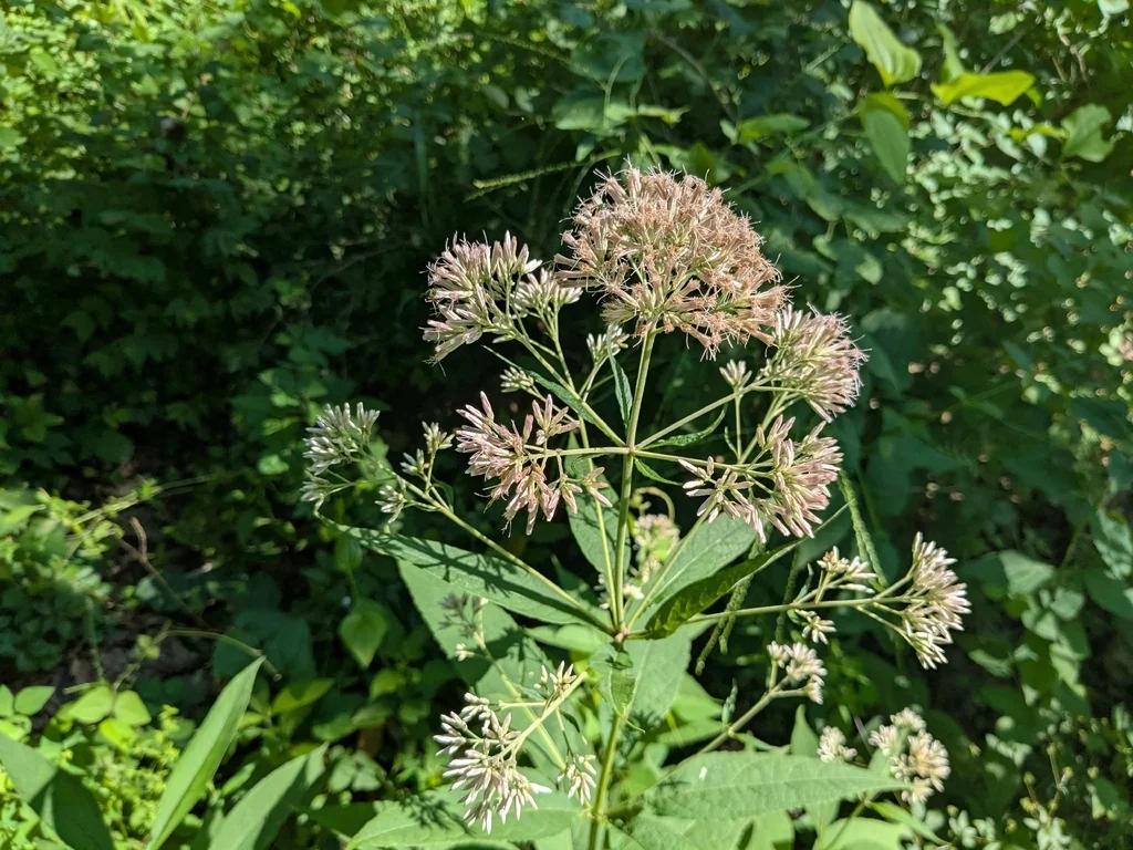 Eupatorium Purpureum