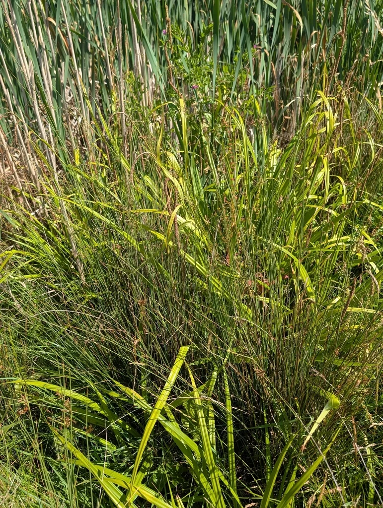 Juncus inflexus