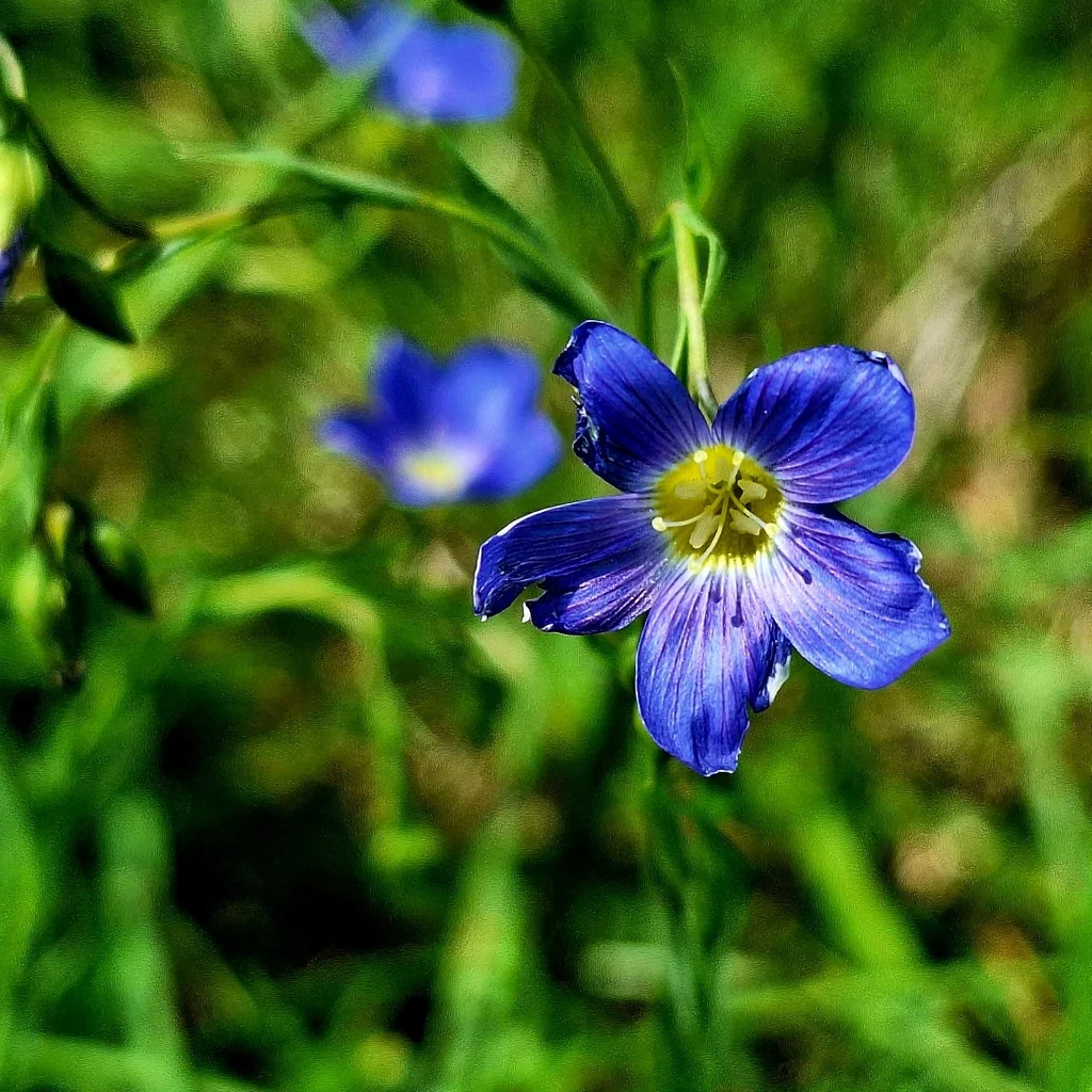 Linum Perenne