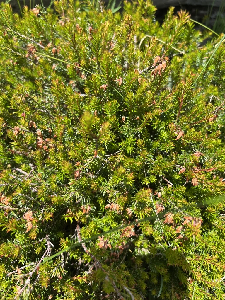 Erica Carnea