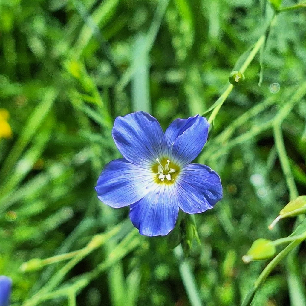 Linum Perenne