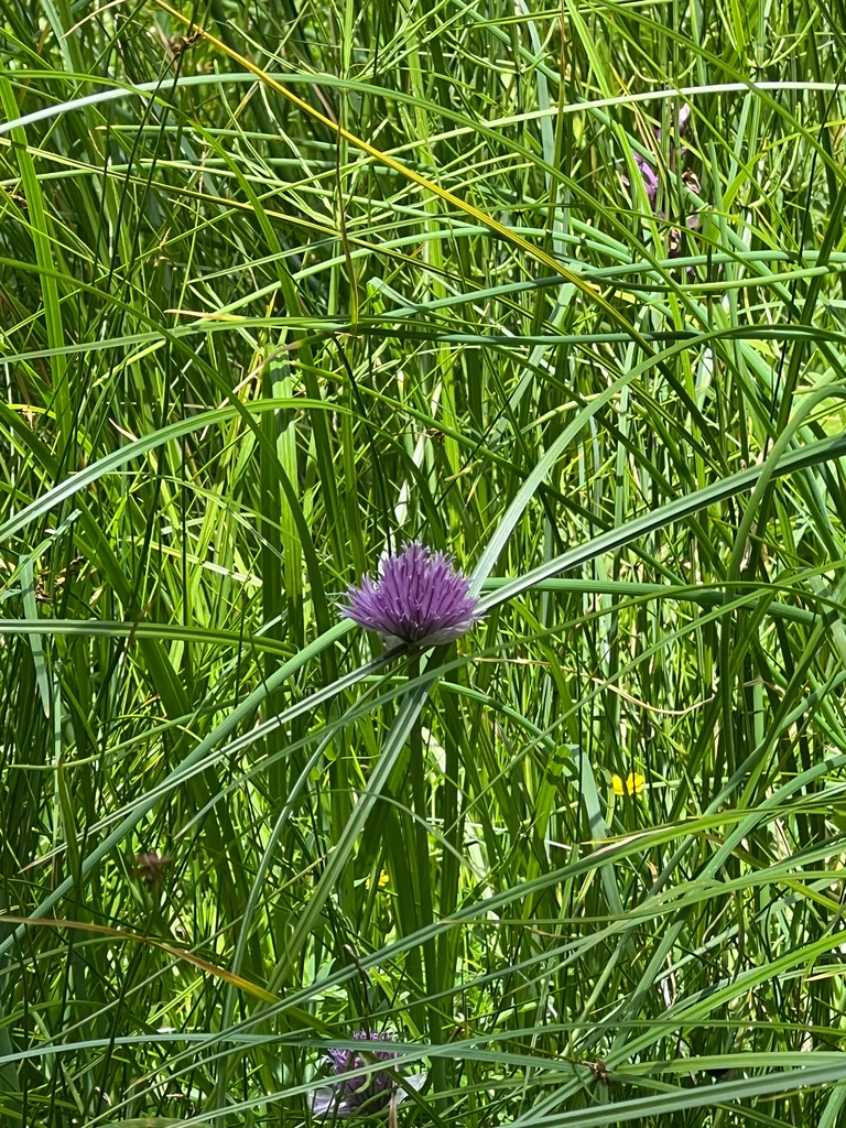 Allium Schoenoprasum