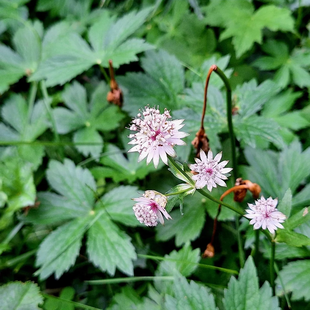 Astrantia Major