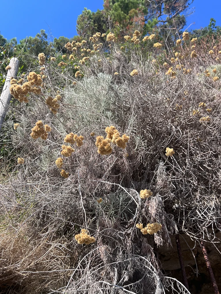 Helichrysum Italicum